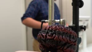 A multi-colored, 3D printed model of TMS technician Drake Reinke's brain.